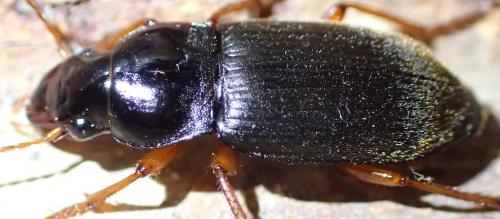 Pseudoophonus rufipes